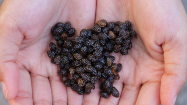 istock close up papaya fruit seeds on woman hand 2175667275