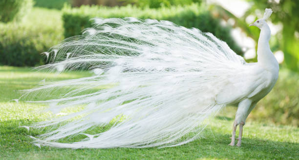 istock White peacock walking on green grass in a park 2175669122