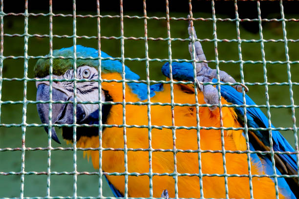 Blue Arara in Brazilian park