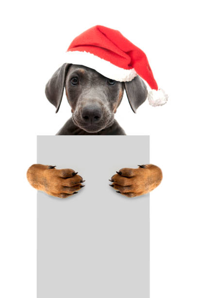 Doberman pinscher holding an empty cardboard with its paws. Hates me