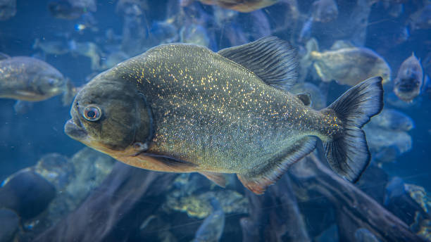 istock Red-bellied Piranha ( Pygocentrus nattereri ) swim inside the aquarium. 2175675131