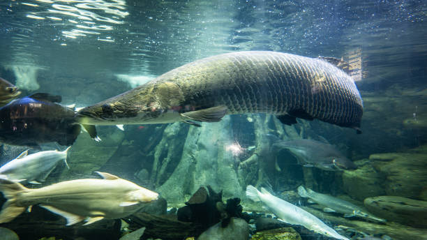 istock Large arapaima gigas fish swim inside the giant aquarium. 2175675134