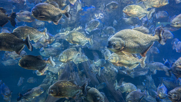 istock Red-bellied Piranha ( Pygocentrus nattereri ) swim inside the aquarium. 2175675152