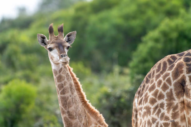 Portrait of giraffe with tongue in Masai Mara - Kenya