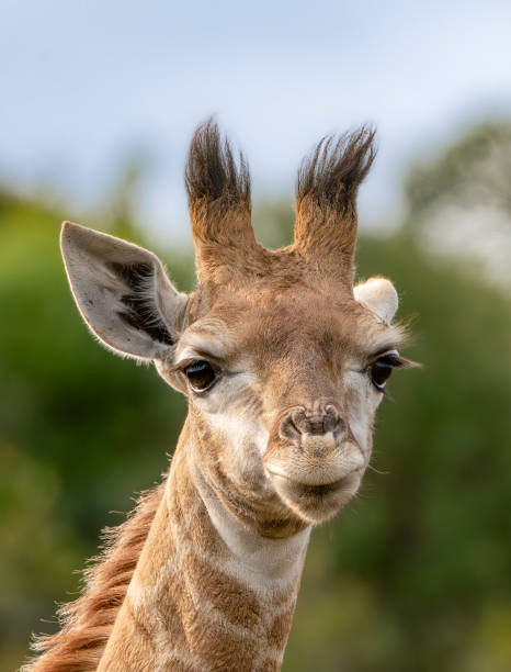 istock Reticulated Giraffe in a South African Game Reserve. 2175677199