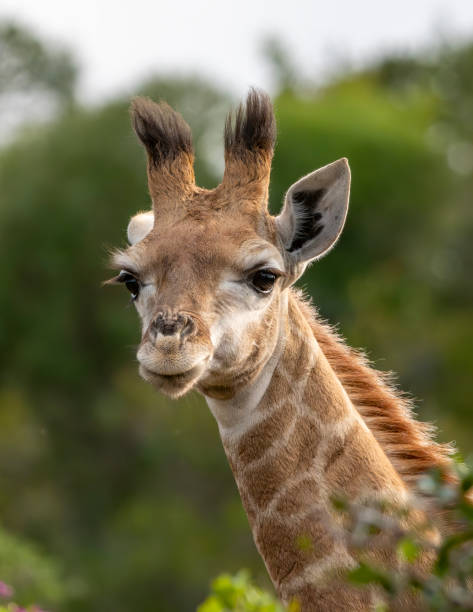 istock Reticulated Giraffe in a South African Game Reserve. 2175677297
