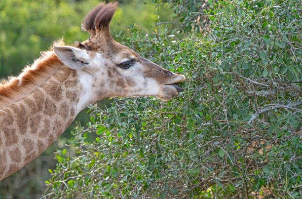 Reticulated Giraffe close-up portrait in a South African Game Reserve portrait.