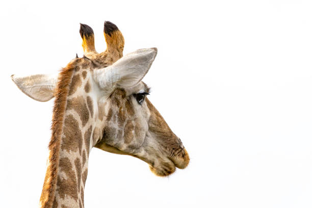 Reticulated Giraffe in a South African Game Reserve.