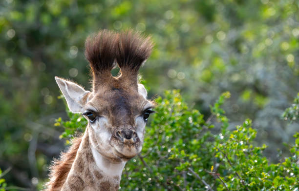 Twin giraffes in Tanzania Serengetti park with yellow grass and sunset and birdsElephant with baby drinking water in tanzania park river
