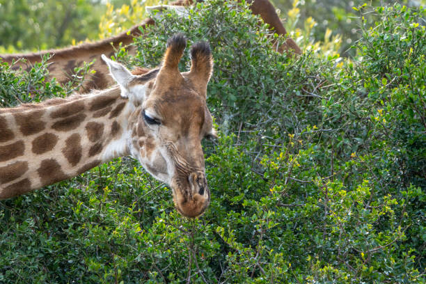 Reticulated Giraffe close-up portrait in a South African Game Reserve.