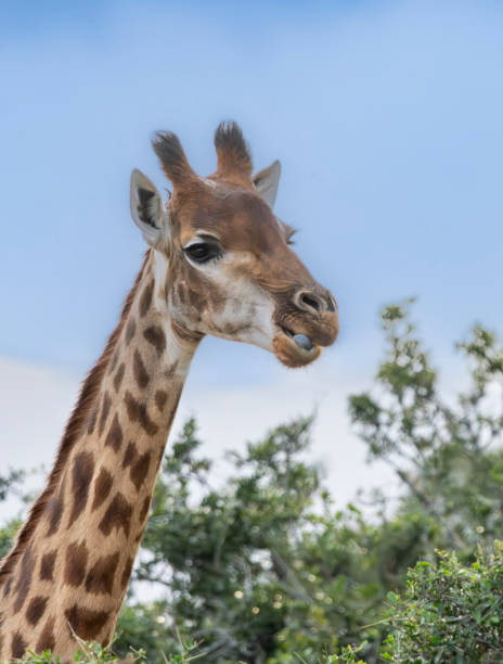 istock Reticulated Giraffe in a South African Game Reserve. 2175677782