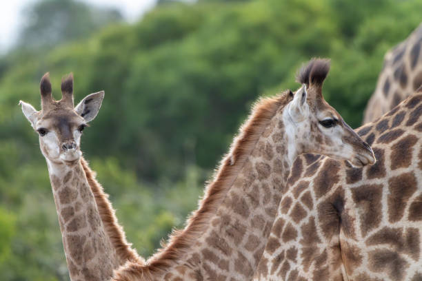 Masai giraffe mother followed by two young calves - Masai Mara, Kenya