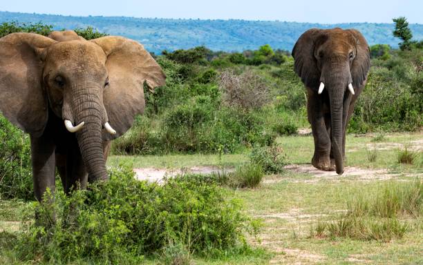 istock African Elephant in the bush at a Nature park 2175679294