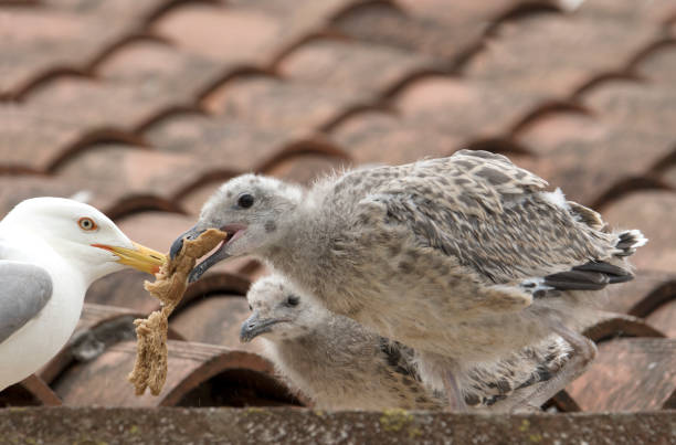 a mother seagull feeds two young seagulls on the roof of a house