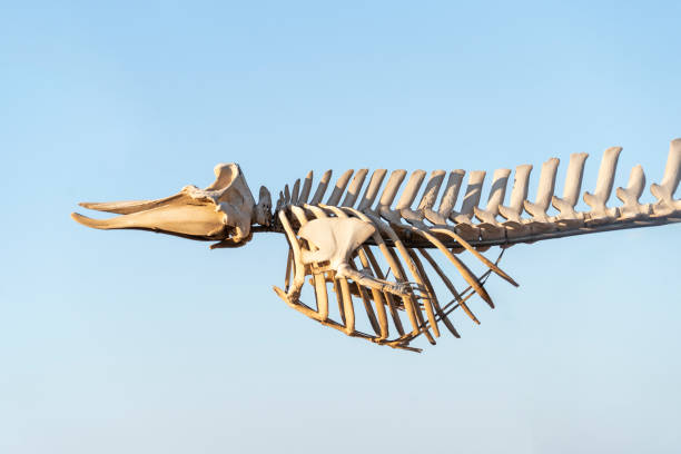 istock Whale skeleton from Atlantic ocean in El Cotillo, Fuerteventura 2175681503