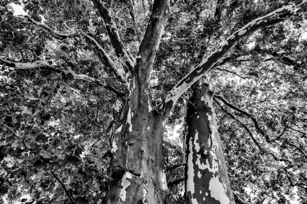 Vienna, Austria - July 21, 2024: Majestic trees in the public park in Vienna