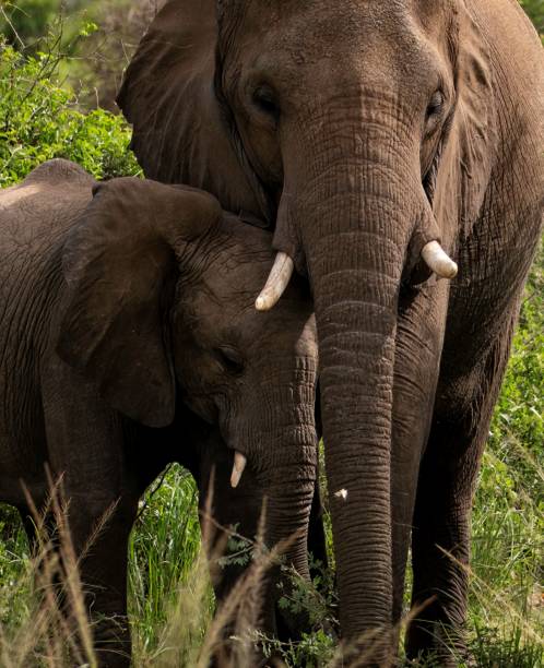 istock Elephant mother and child at a nature reserve 2175682308
