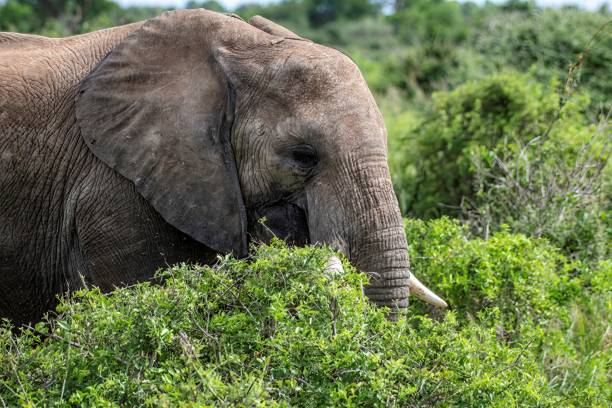 istock African Elephant in the bush at a Nature park 2175682335