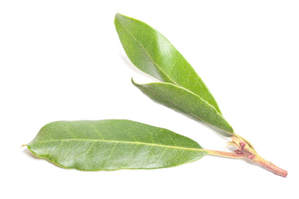 Macro of laurel leaves after the rain, natural background