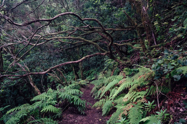 Wonderful atmosphere when hiking in the Anaga in Tenerife