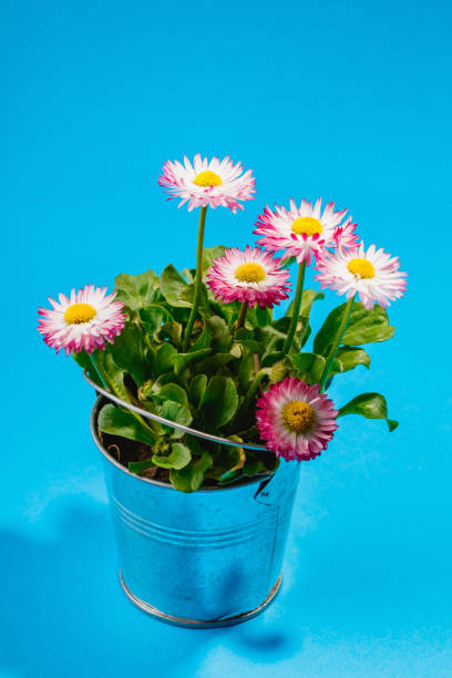 istock A small bush of daisies in a small bucket on a blue background 2175683783