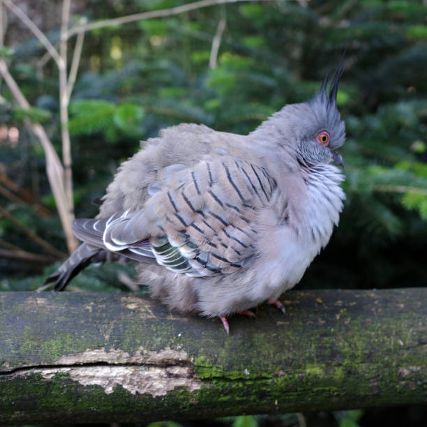 istock A crested pigeon in the cold 2175684724