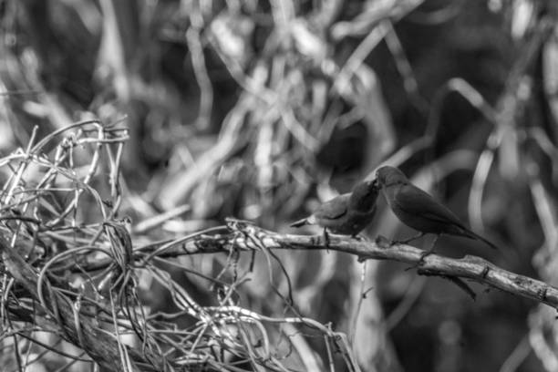 This black and white image showcases the raw beauty of nature. Two birds are captured in a candid moment, their interaction highlighted by the contrasting tones.