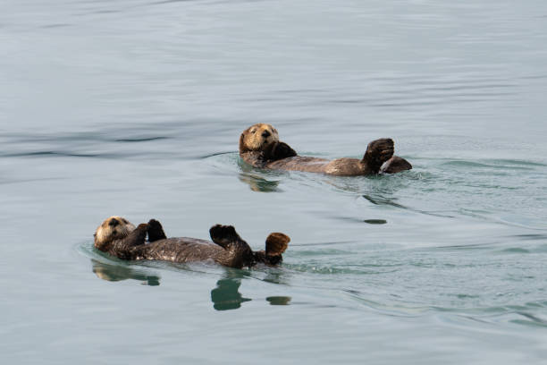 Two Sea Otters swimming in resurrection bay, Alaska