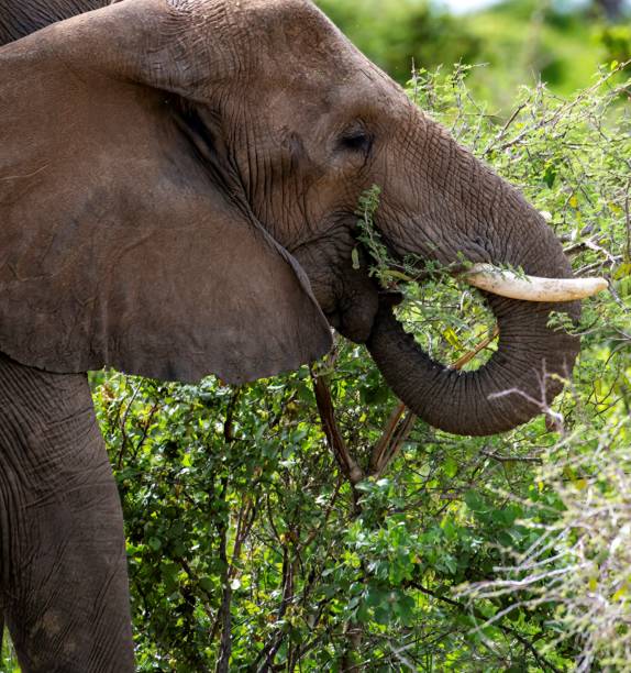 istock African Elephant grazing from a bush 2175688159