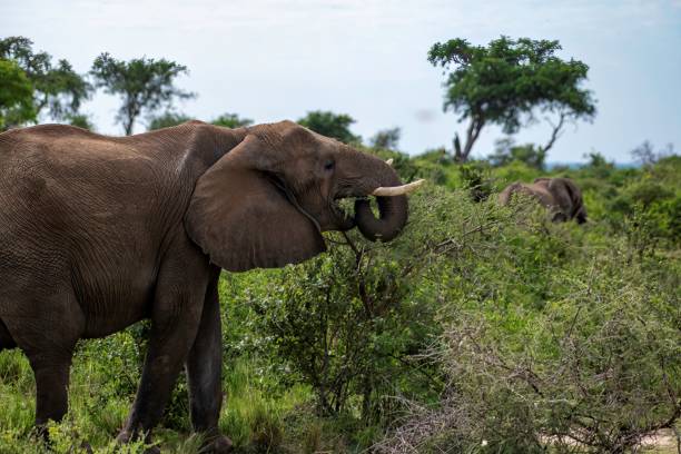 istock African Elephant grazing from a bush 2175688995