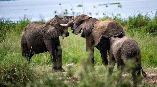 istock two Elephant bulls in a staged fight 2175690095