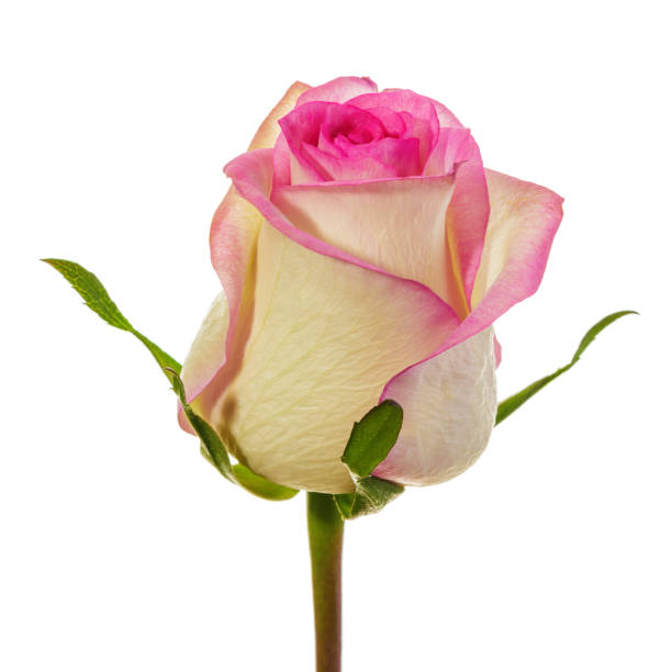 istock Single beautiful yellow-pink rose isolated on a white background 2175690849