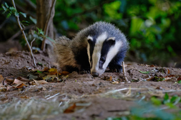 istock Badgers foraging for food 2175690940