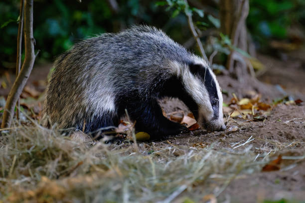 istock Badgers foraging for food 2175690998