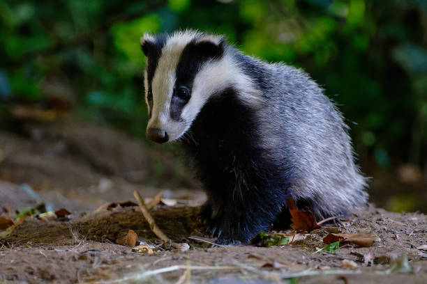 istock Badgers foraging for food 2175691512