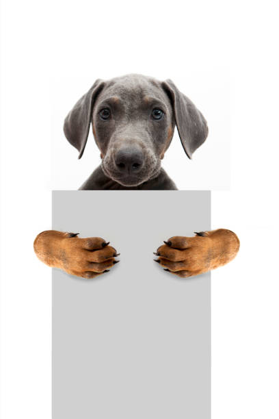 istock Doberman pinscher holding an empty cardboard with its paws. Hates me 2175692145