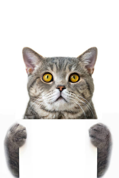 istock British shorthair cat holding an empty cardboard with its paws 2175692147
