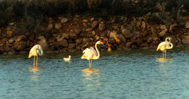 istock Serene Flamingos Wading in Tranquil Waters at Sunset 2175693113