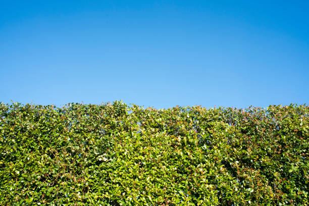 Green bush hedge and blue sky