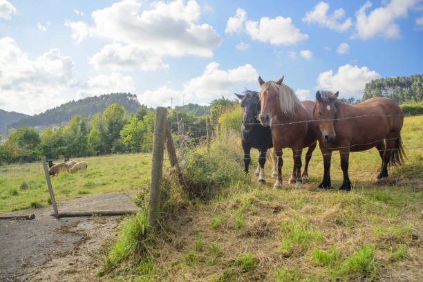istock Horses in a fenced field 2175697037