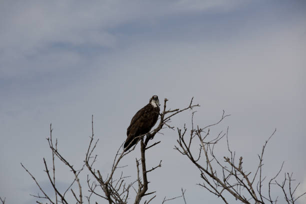 Osprey perched in tree at Merritt Island National Wildlife Refuge