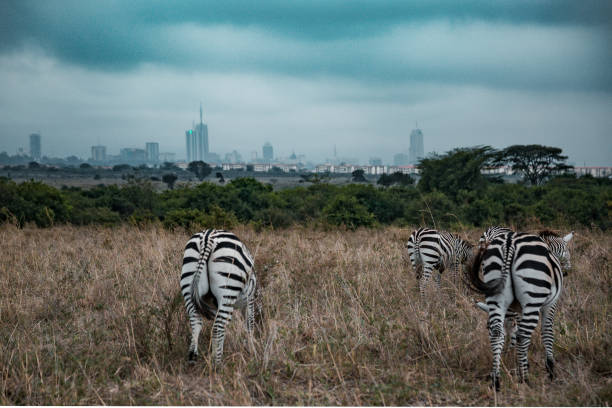 istock Nairobi National Park Zebras Wildlife Animals 2175698908