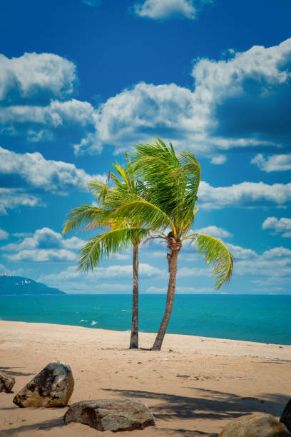Two coconut palm tree cross on the tropical beach at daytime.