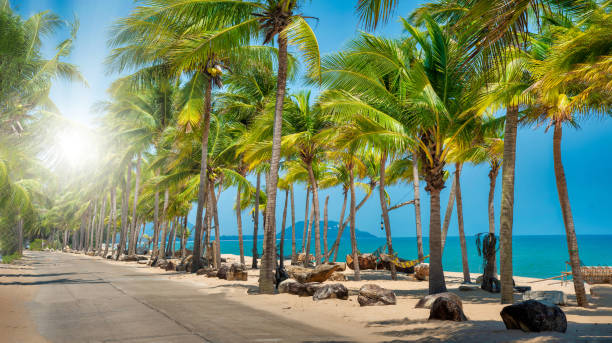 istock Coconut palm tree on the tropical beach at daytime. 2175699865