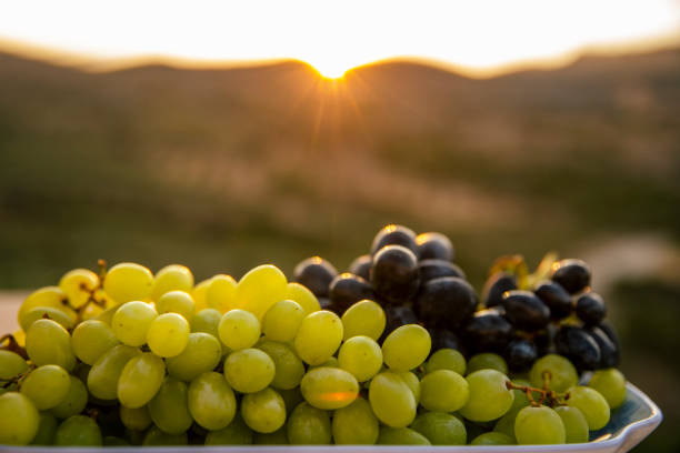 istock Black and yellow grapes in the vineyard at sunset 2175700795