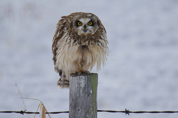 istock Short-eared Owl perched on post in winter closeup with funny expression 2175700963