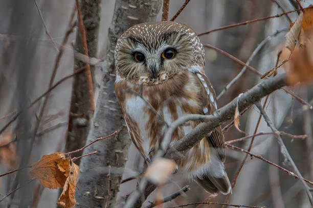 istock Northern Saw-whet Owl perched on branch with eyes open closeup 2175701013
