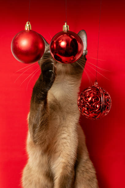 istock A Siamese cat taps red Christmas ornaments with its paw. 2175701025