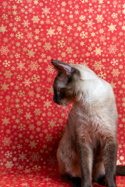 Siamese cat against a vibrant red Christmas background. A perfect festive image for holiday-themed projects