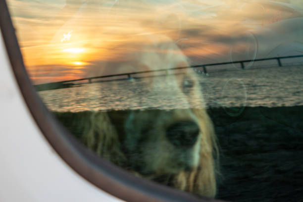 While our dog Dex was in the car, on the seat. I photographed him through the window while the sun was setting and it reflected beautifully in the car window. Almost magical and unique